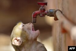 ،بھارت میں پریا گراج میں ایک بندر کی پیاس بجھانے کی ناکام کوشش فوٹو اے ایف پی